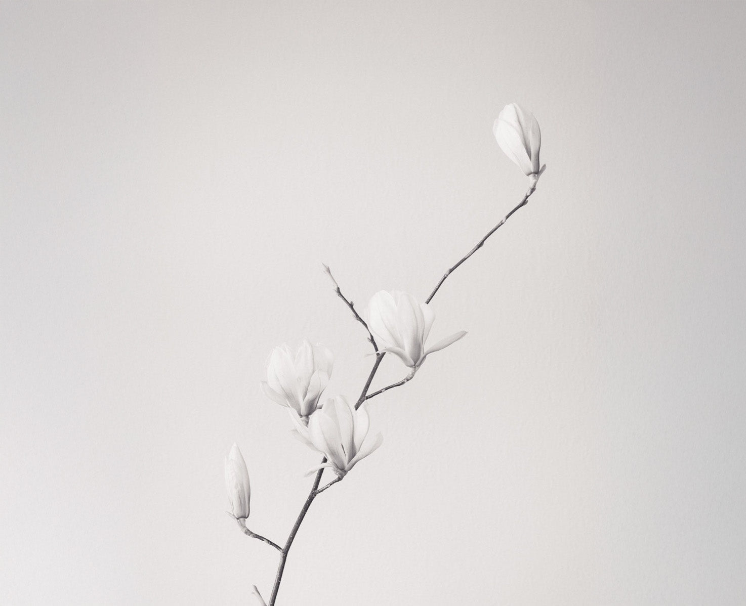 Fragrance / Shop By Fragrance / Blanc