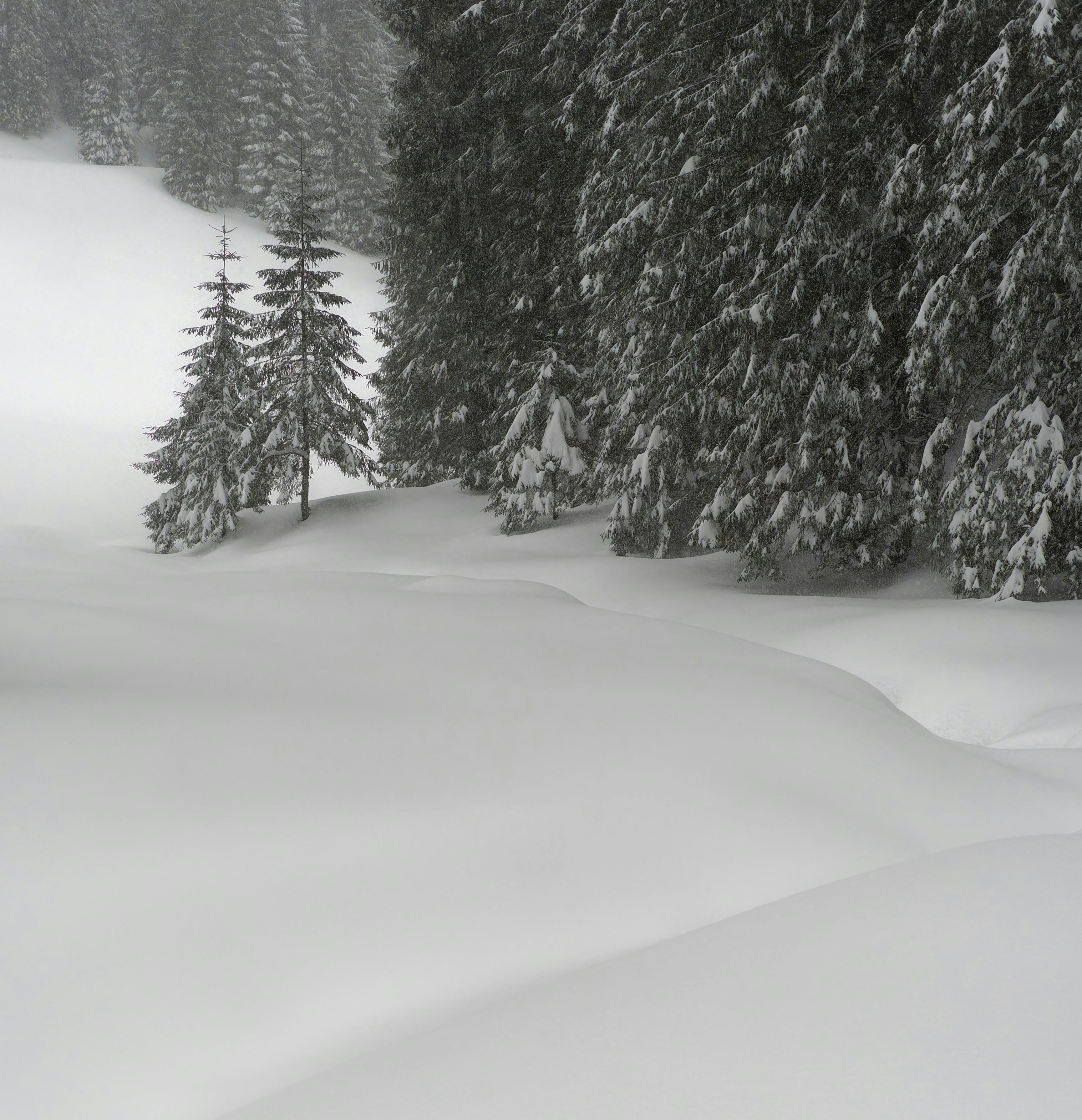 Winter Fragrance Curation