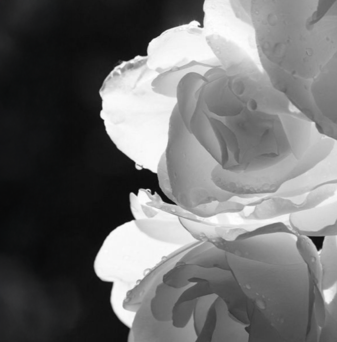 Home Rose Bulgare Ultime