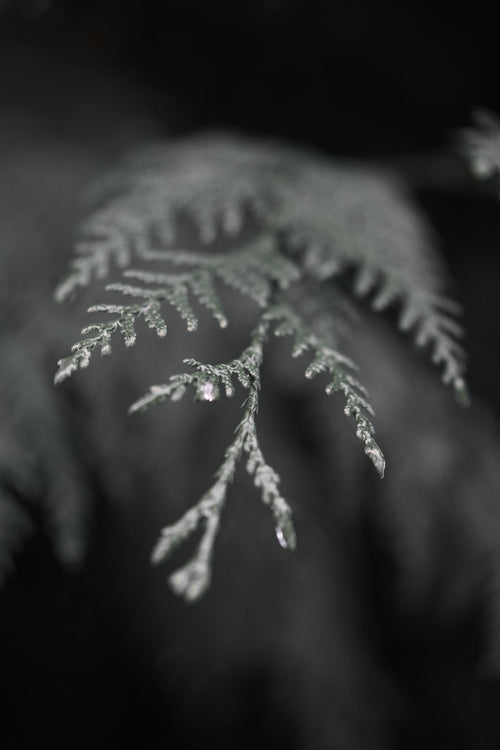 Alpine Vert