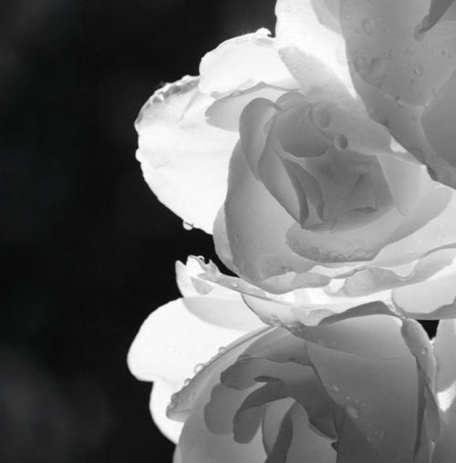 Rose Bulgare Ultime