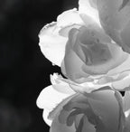 Rose Bulgare Ultime