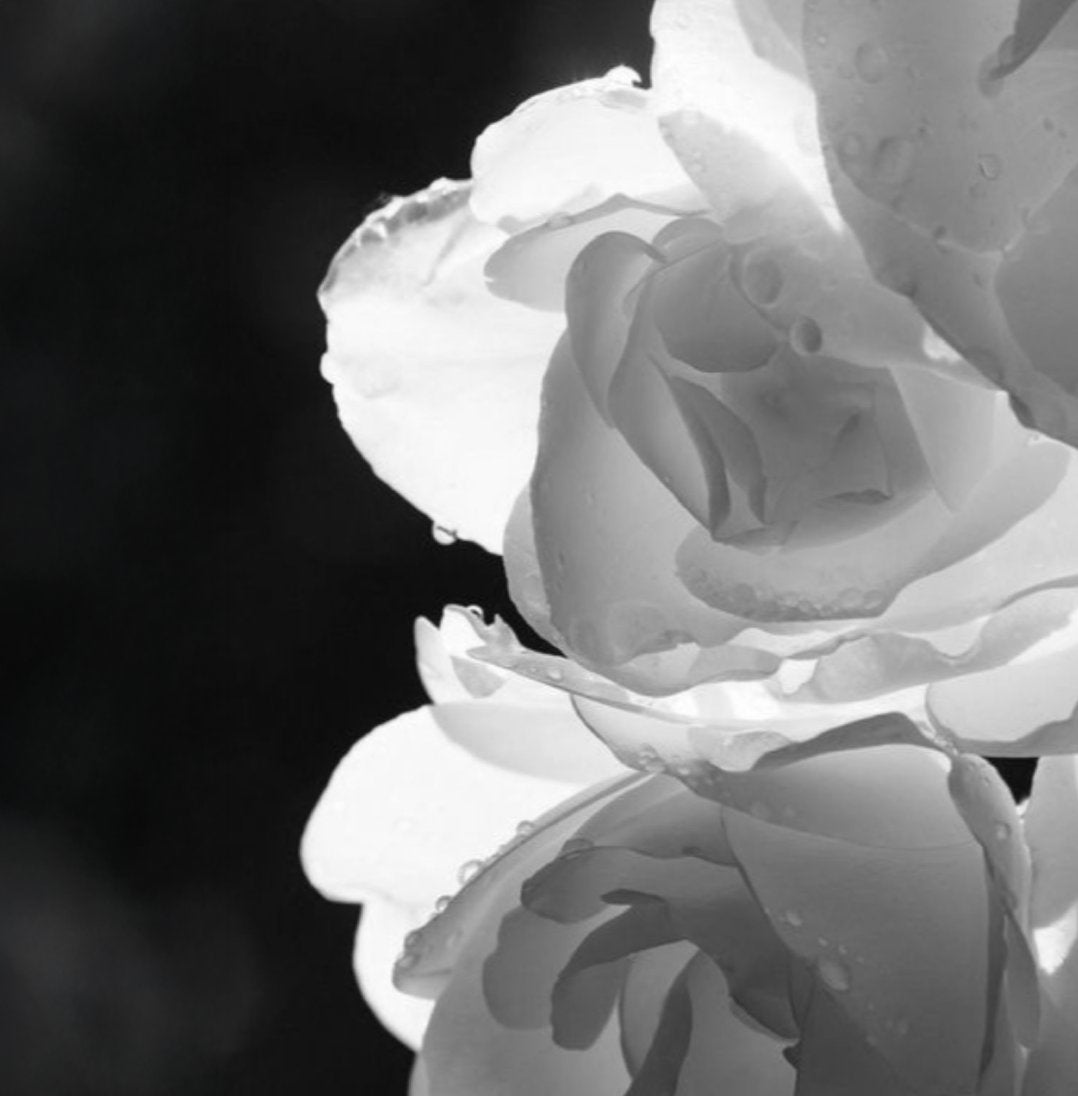 Rose Bulgare Ultime